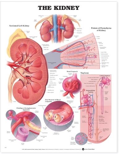 The Kidney Anatomical Chart (Wallchart)