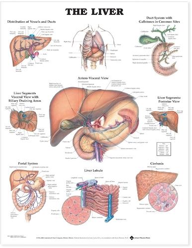 The Liver Anatomical Chart (Wallchart)