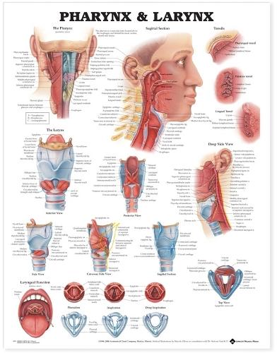 Pharynx & Larynx Anatomical Chart (Wallchart)