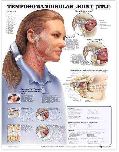 Temporomandibular Joint (TMJ) Anatomical Chart (Wallchart)