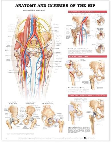 Anatomy and Injuries of the Hip Anatomical Chart (Wallchart)