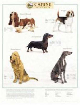 Canine Hound Group (Wallchart)