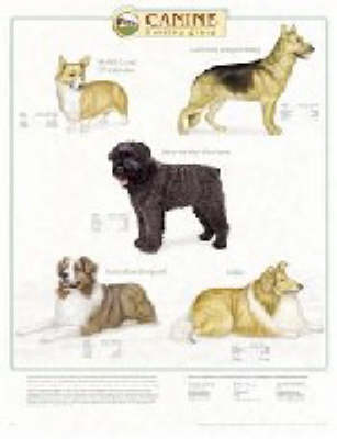 Canine Herding Group (Wallchart)