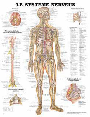Le Systeme Nerveux (Wallchart)