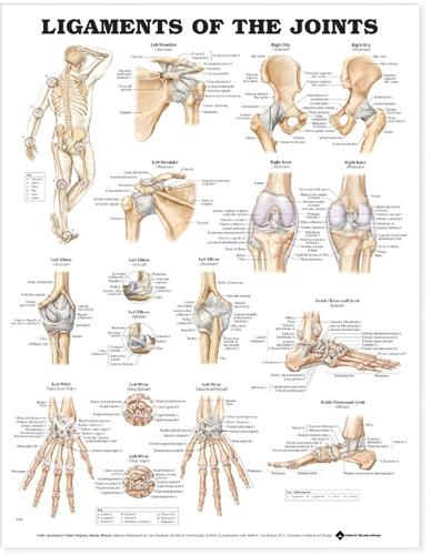 Ligaments of the Joints Anatomical Chart (Wallchart)