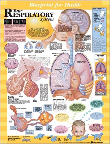 Blueprint for Health Your Respiratory System Chart (Wallchart)