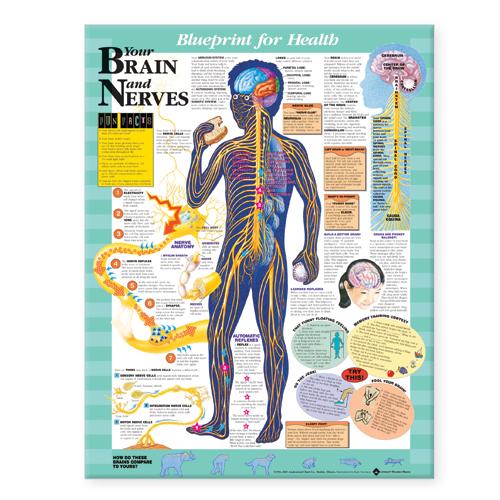Blueprint for Health Your Brain and Nerves Chart (Wallchart)