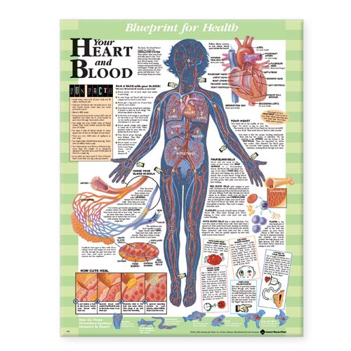 Blueprint for Health Your Heart and Blood Chart (Wallchart)