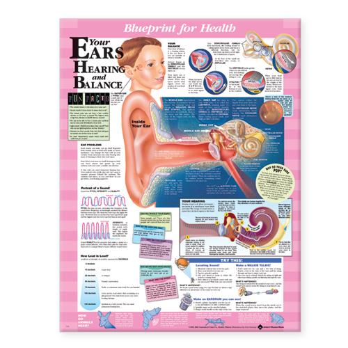 Blueprint for Health Your Ears Chart (Wallchart)