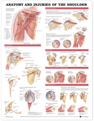 Anatomy and Injuries of the Shoulder Anatomical Chart (Wallchart)