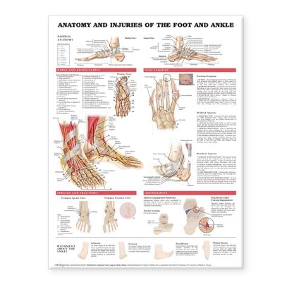 Anatomy and Injuries of the Foot and Ankle (Wallchart)