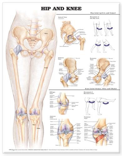 Hip and Knee Anatomical Chart (Wallchart)