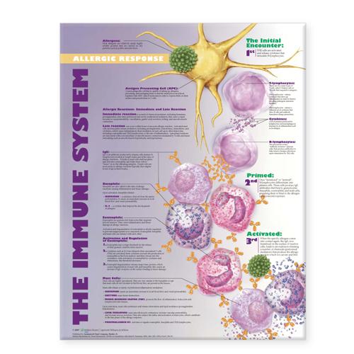 The Immune System: Allergic Response Anatomical Chart (Wallchart)