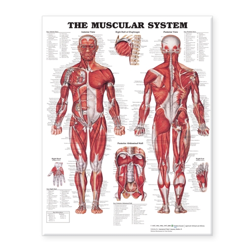 The Muscular System Giant Chart Laminated: 42" x 62" chart (Poster)
