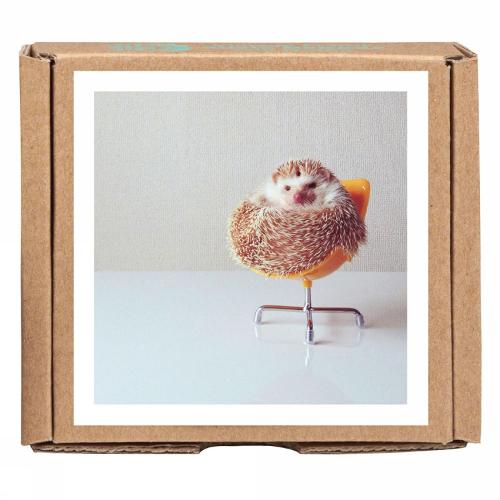 Darcy the Flying Hedgehog Greengift-Notes