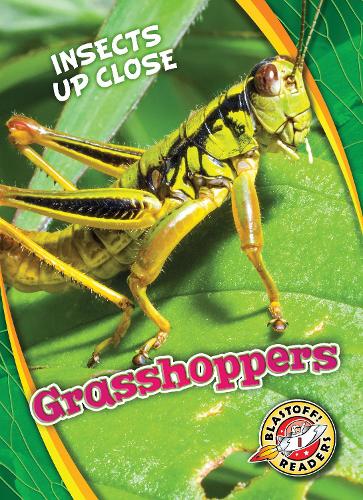 Grasshoppers - Insects Up Close (Hardback)