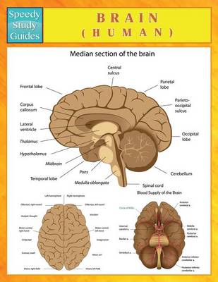 Brain (Human) (Speedy Study Guides) (Paperback)