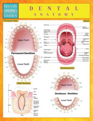 Dental Anatomy (Speedy Study Guides) (Paperback)