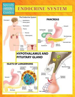 Endocrine System (Speedy Study Guides) (Paperback)