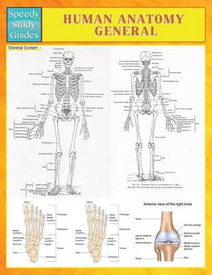 Human Anatomy General (Speedy Study Guides) (Paperback)