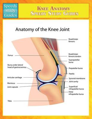 Knee Anatomy (Speedy Study Guides) (Paperback)