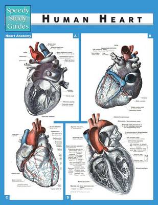 Human Heart (Speedy Study Guide) (Paperback)