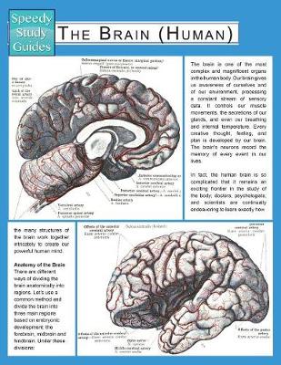The Brain (Human) (Speedy Study Guide) (Paperback)