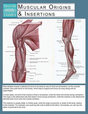 Muscular Origins & Insertions (Speedy Study Guide) (Paperback)