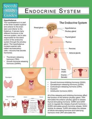 Endocrine System (Speedy Study Guide) (Paperback)