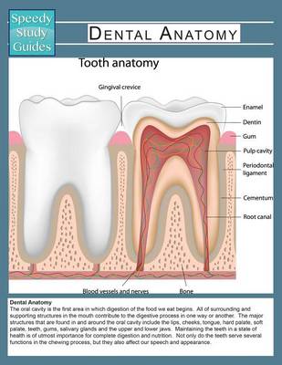 Dental Anatomy (Speedy Study Guide) (Paperback)