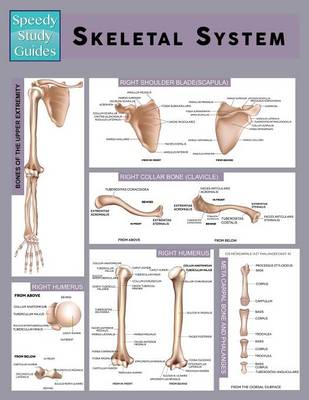 Skeletal System (Speedy Study Guide) (Paperback)