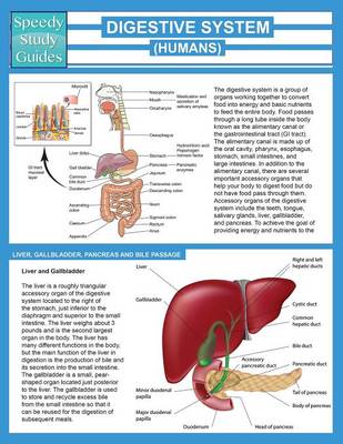 Digestive System (Humans) (Speedy Study Guide) (Paperback)