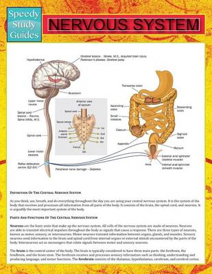 Nervous System (Speedy Study Guide) (Paperback)