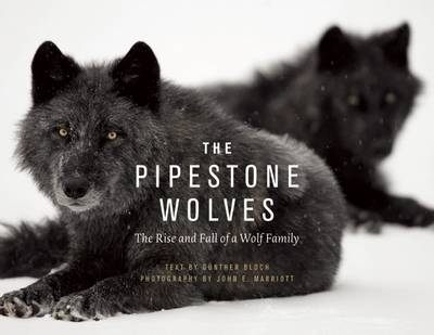 The Pipestone Wolves: The Rise and Fall of a Wolf Family (Hardback)