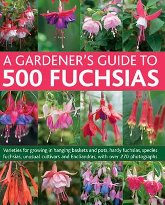 Gardener's Guide to 500 Fuchsias (Paperback)