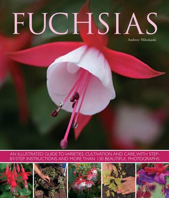 Fuchsias: an Illustrated Guide to Varieties, Cultivation and Care, with Step-by-step Instructions and More Than 130 Beautiful Photographs (Paperback)