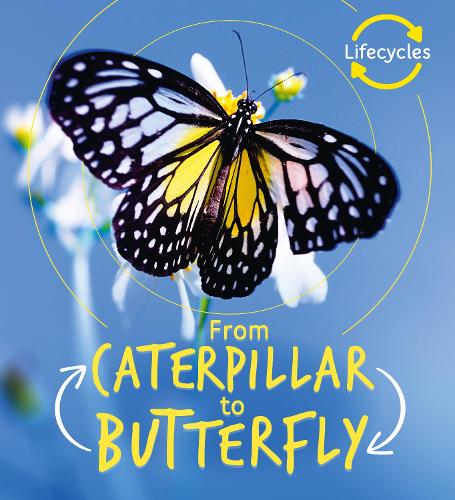 Lifecycles: Caterpillar to Butterfly - LifeCycles (Paperback)
