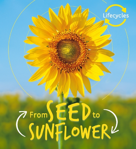 Lifecycles: Seed to Sunflower - LifeCycles (Paperback)