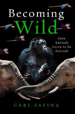 Becoming Wild: How Animals Learn to be Animals (Hardback)