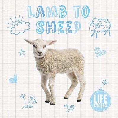 Lamb to Sheep - Life Cycles (Hardback)
