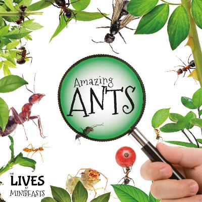 Amazing Ants - The Lives of Minibeasts (Hardback)