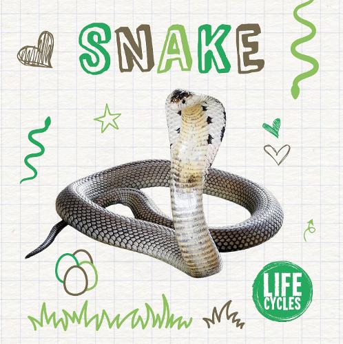 Snake - Life Cycles (Paperback)