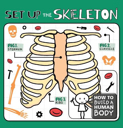 Set Up the Skeleton - How to Build a Human Body (Hardback)