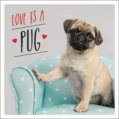 Love is a Pug by Charlie Ellis Waterstones