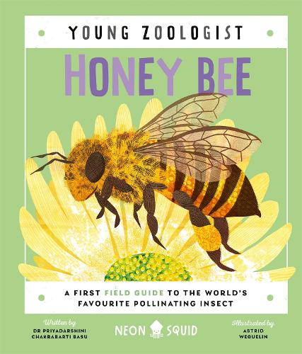 Honey Bee (Young Zoologist): A First Field Guide to the World’s Favourite Pollinating Insect - Young Zoologist (Hardback)