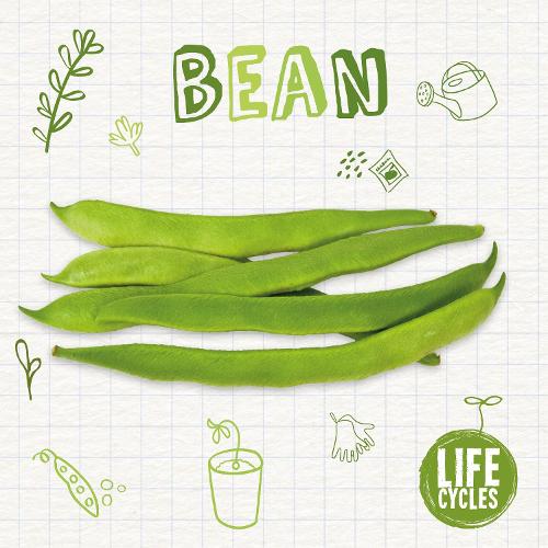 Bean - Life Cycles (Hardback)