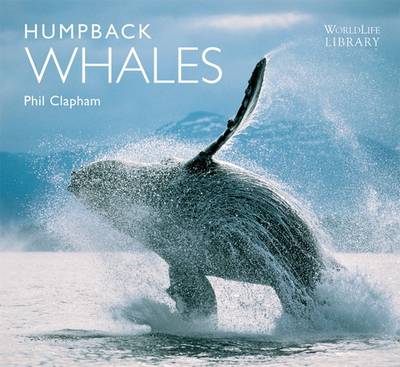 Humpback Whales (Paperback)