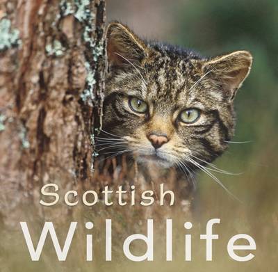Scottish Wildlife - Colin Baxter Gift Book (Paperback)