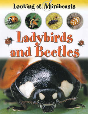 MINIBEASTS LADYBIRDS & BEETLES (Hardback)