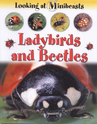 MINIBEASTS LADYBIRDS & BEETLES (Paperback)